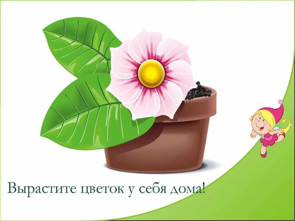 Цветы растут. Вырастить цветок для детей. Как растет цветок. Картинки как растет цветок