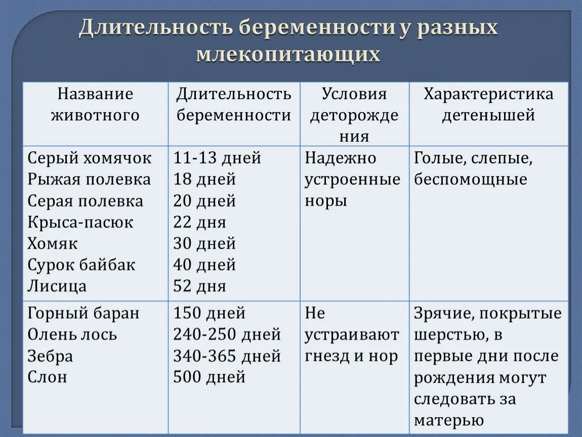 Сколько длится про. Длительность беременности у млекопитающих. Сроки беременности у млекопитающих таблица. Периоды беременности у животных. Сроки беременности разных млекопитающих.