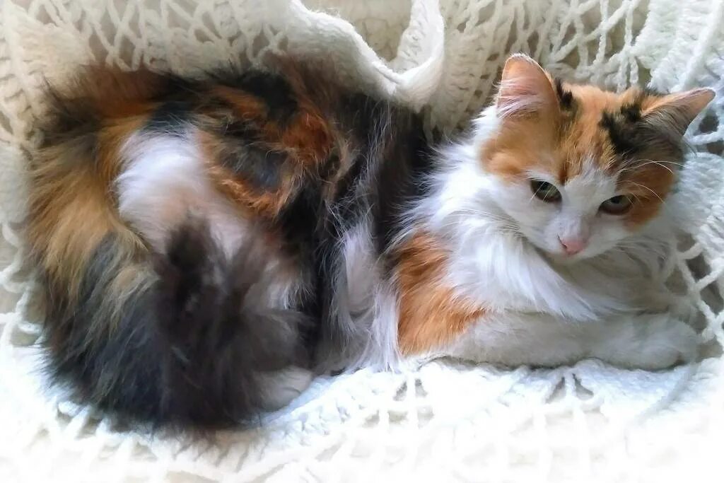 Трехцветные коты мужского пола