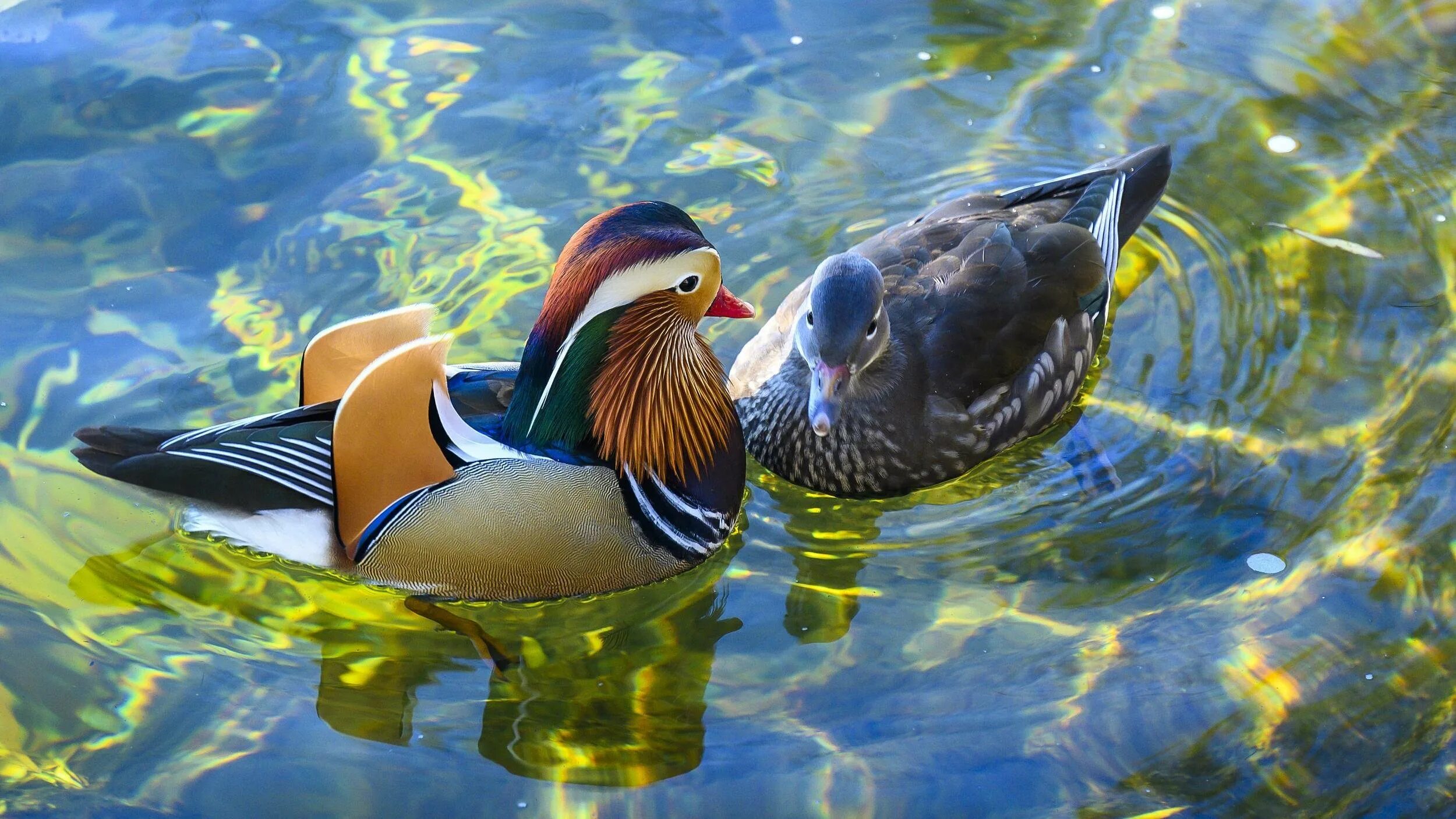 Утка мандаринка фото. Фото уток мандаринок на заставку телефона. Фото уток мандаринок на заставку телефона. Уточки мандаринки. Утка мандаринка.