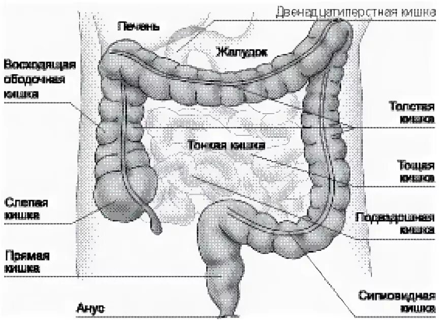 Строение Толстого кишечника анатомия. Строение Толстого кишечника человека длина. Толстой кишки анатомия длиной отдел. Длина Толстого кишечника человека. Какой длины толстая кишка