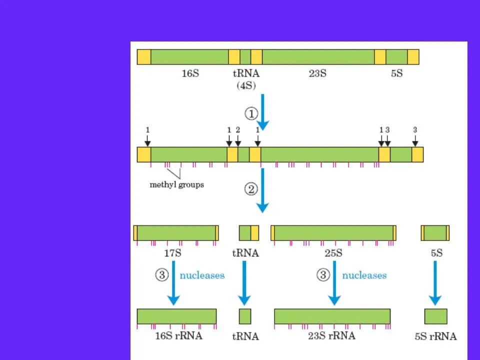 Схема процессинга РНК. Процессинг пре РНК. Метилирование РНК процессинг. Процессинг и сплайсинг РНК.
