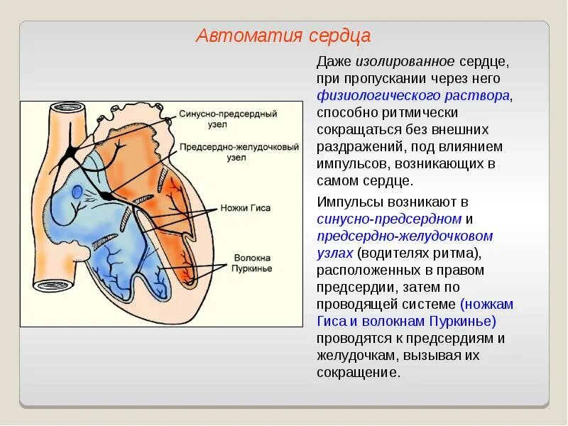 Автоматия мышц. Автоматизм проводящая система сердца. проводящая система сердца. автоматия сердца.. механизм автоматии сердца физиология. автоматия проводящая система сердца физиология.
