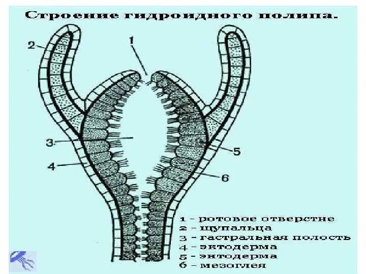 Выберите животных относящихся к кишечнополостным. Выберите животных относящихся к кишечнополостным