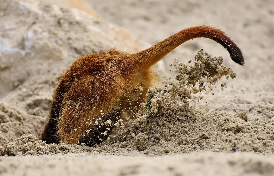 Digging holes. Сурикат когти. Сурикат роет землю. Животное зарывающее в песок. Сурикат копает.