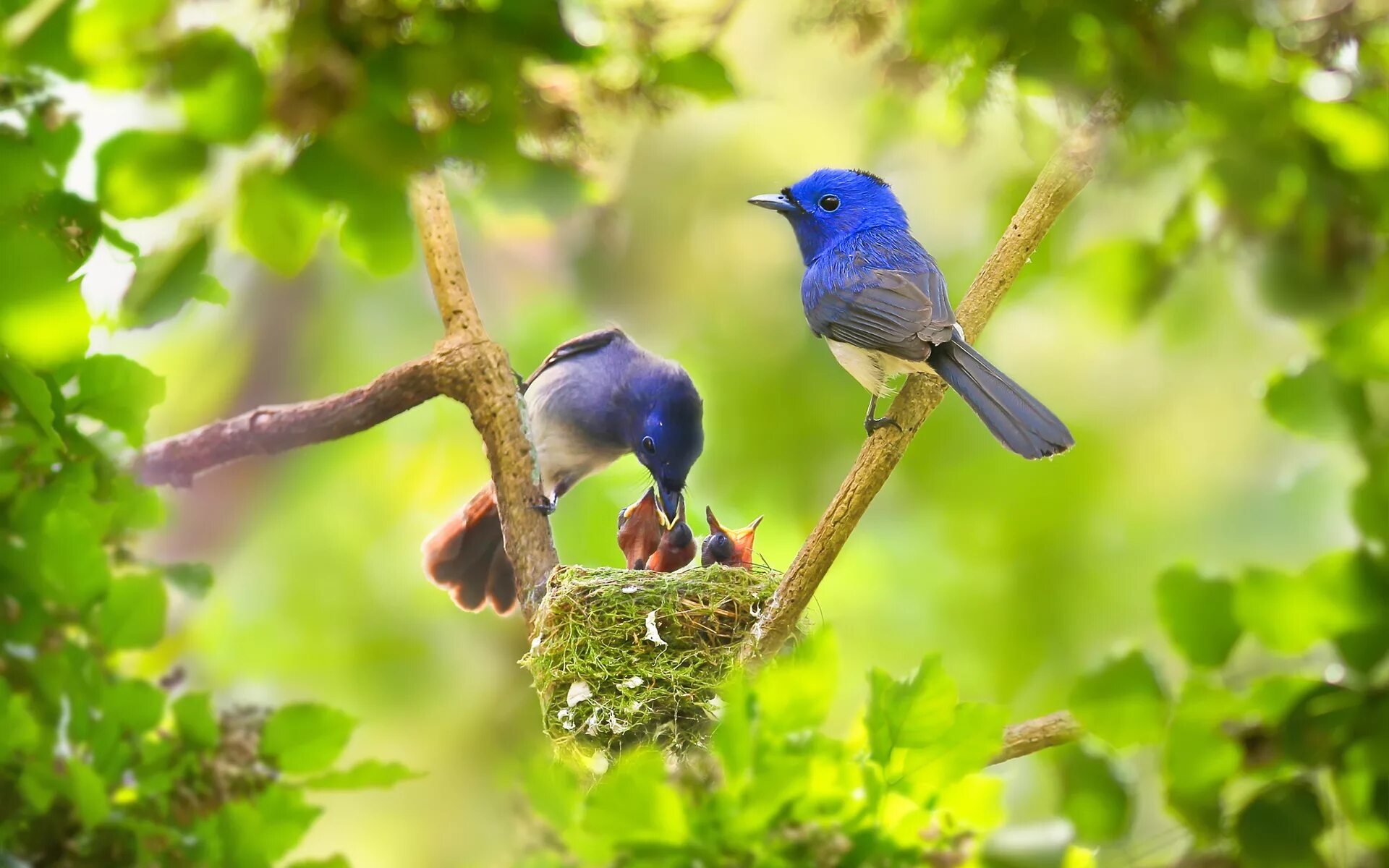 Красивая природа с птицами