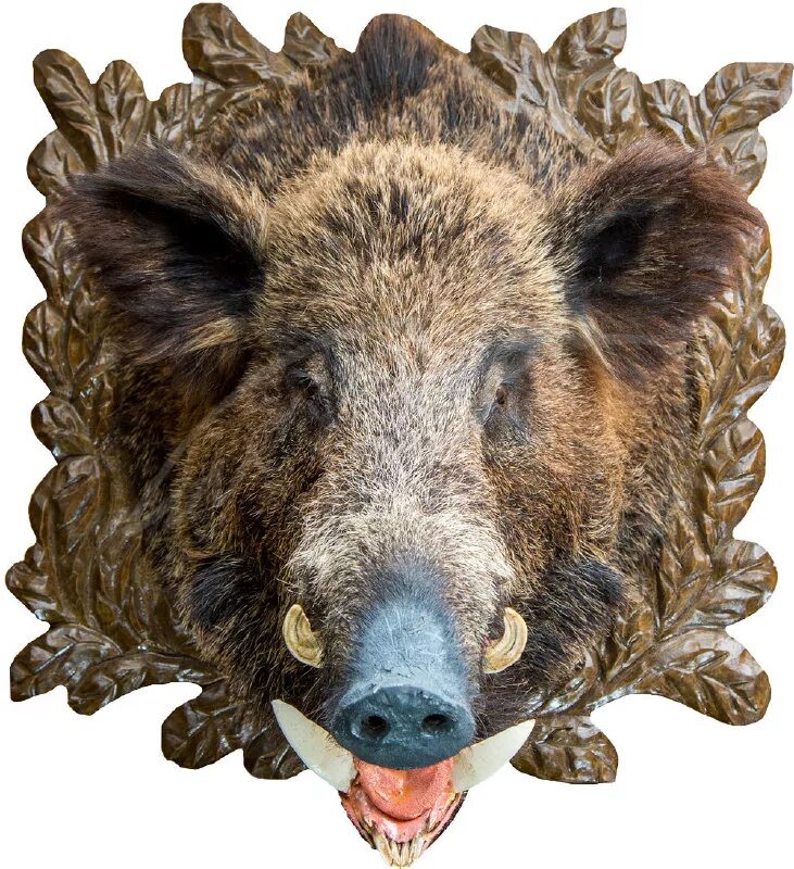 Чучело головы кабана. Чучело кабаньей головы. Голова кабана чучело. Головы на стене животные чучела. Чучело кабана.