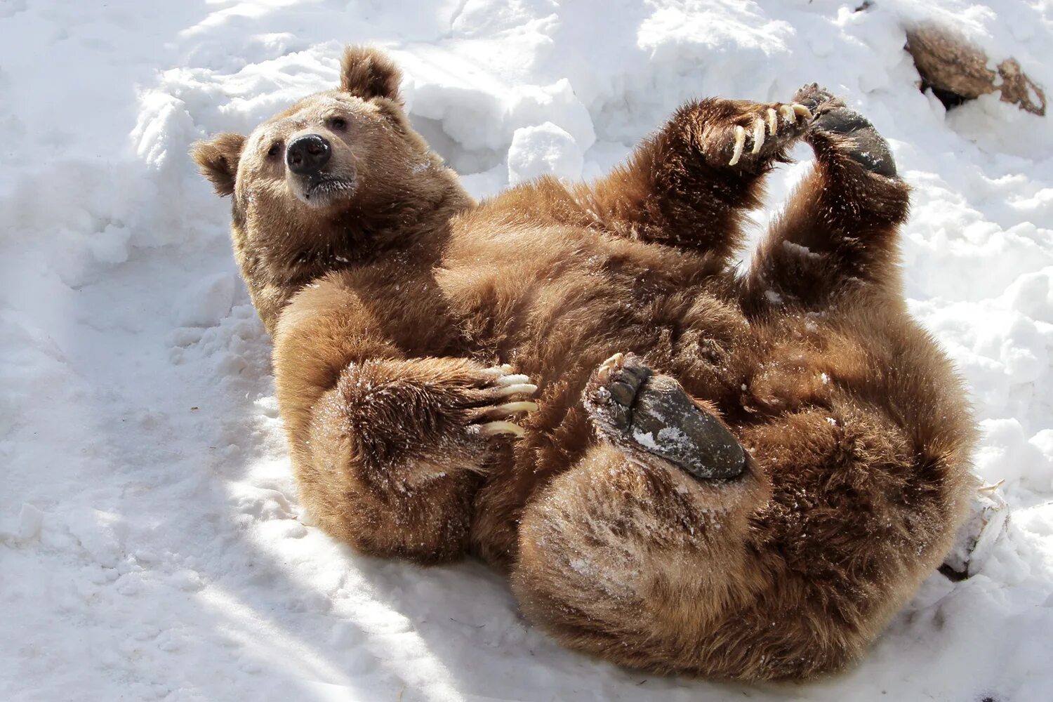 В уставшем от зимней спячки. Медведь проснулся. Медведь весной. Пробуждение медведя. Медведь зимой.