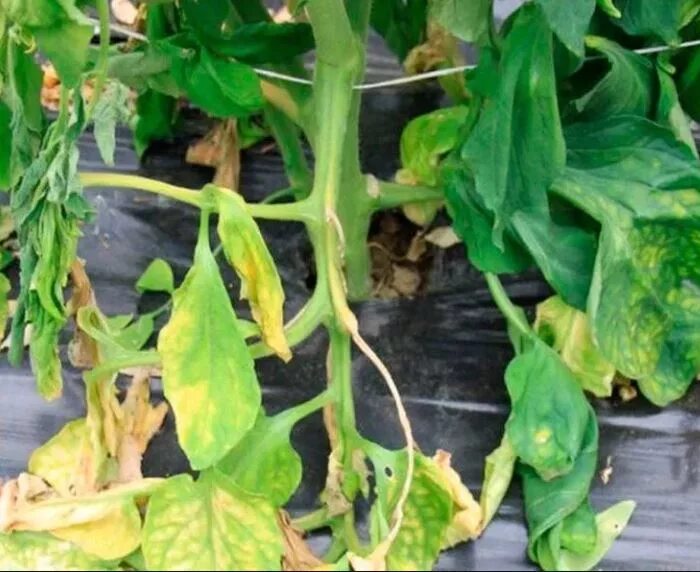 Увядание томатов фото и их лечение 13 Common Tomato Problems & How To Fix Them Tomato plant care, Tomatoes plants p