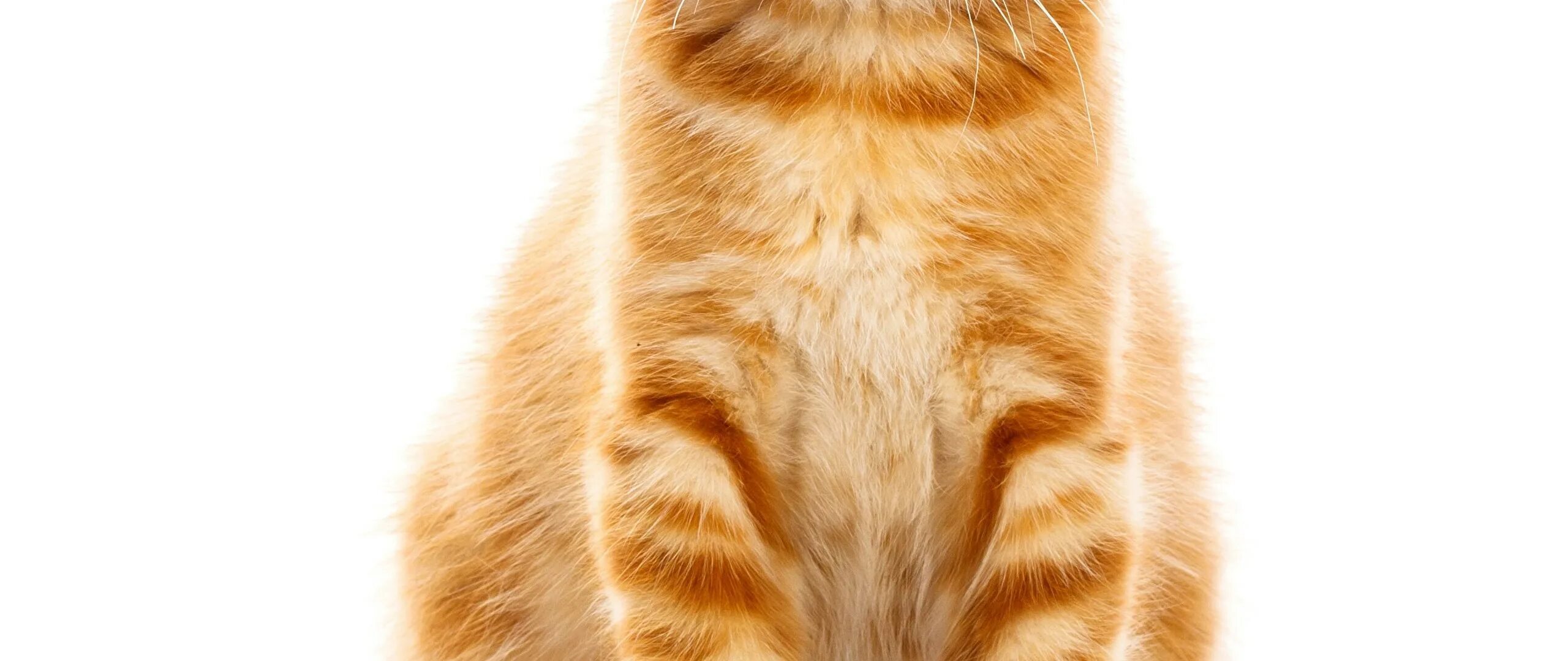 Фон рыжий кот. Рыжая кошка на белом фоне. рыжий кот на белом фоне. рыжий котик. рыже белый кот.