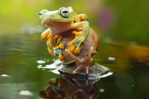 Милая красивая лягушка