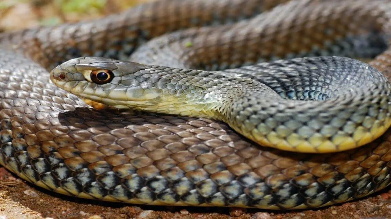 Картинки змей. Malpolon monspessulanus. Полоз змея Краснодарский край. Ящеричная змея (Malpolon monspessulanus). Змея полоз на Кубани.