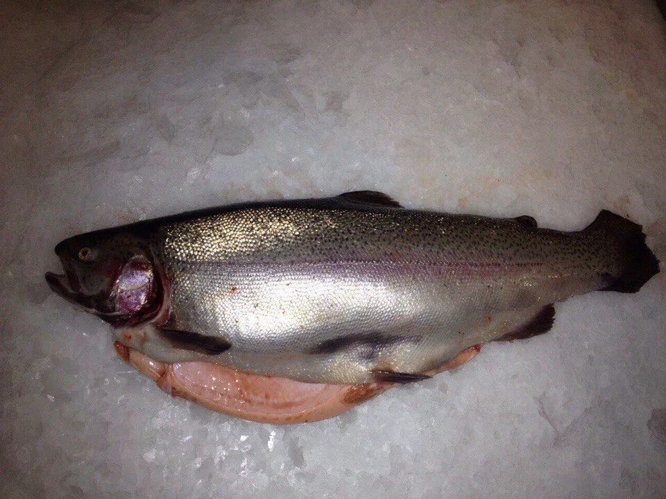 Карельская форель сайт. Вкусная охлажденная форель. Кыкапассало карелия форель. Форель карельская непотершенная. Форель карелия непотрошеная.