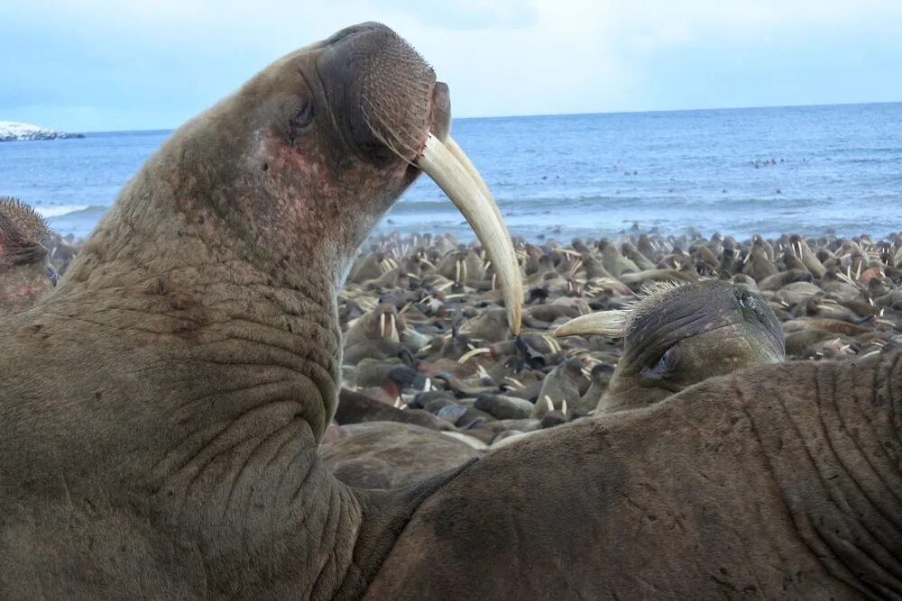 Звук моржа. Лаптевский морж. Тихоокеанские моржи остров Врангеля. Тихоокеанский Лаптевский морж.