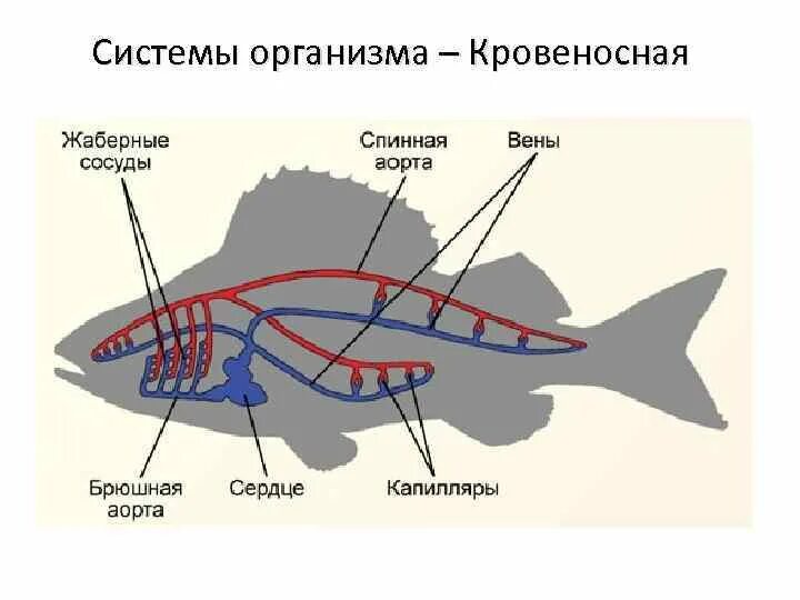 Какая кровь у хордовых. Кровеносная система сельдеобразных. Схема строения кровеносной системы рыб. Кровеносная система рыб 7 класс биология. Строение кровеносной системы окуня.