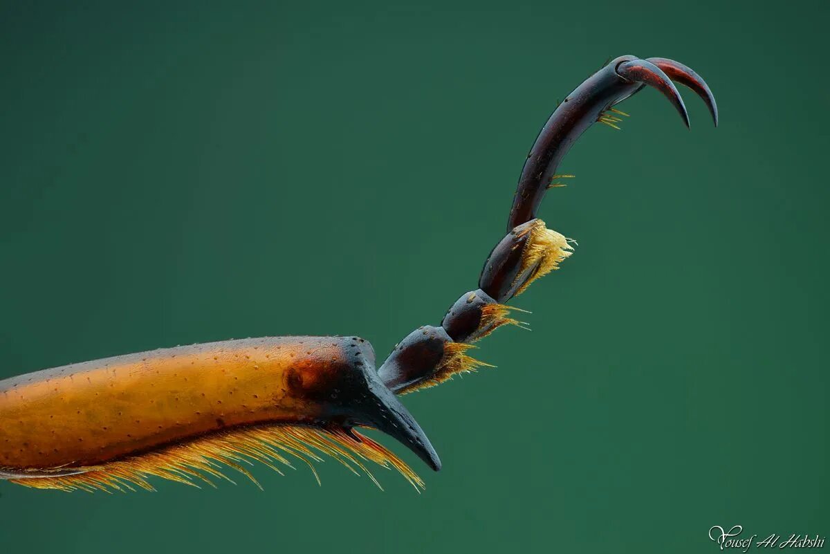 Insect legs. Лапки насекомых. Конечности жука. Лапа насекомого под микроскопом. Жук под микроскопом.