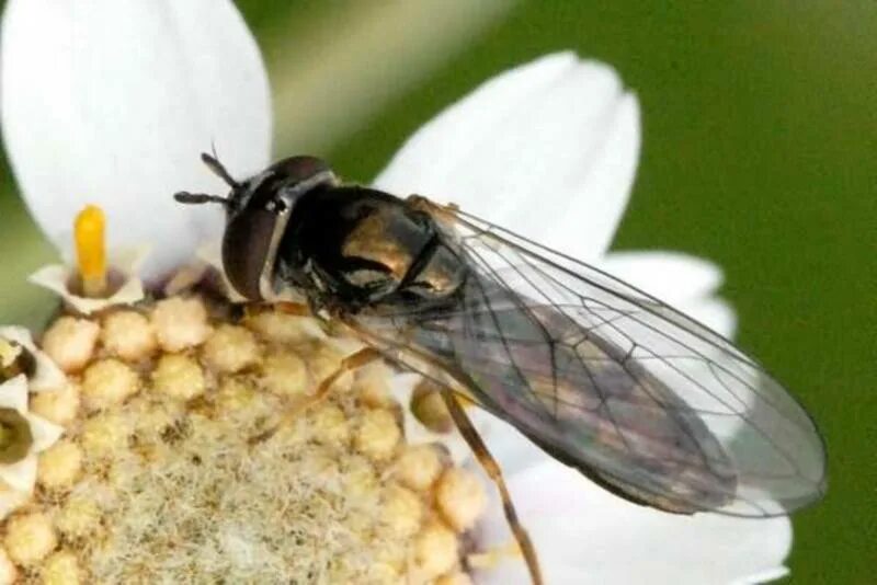 Весенняя муха. Platycheirus manicatus. Летняя капустная Муха. Весенняя капустная Муха. Весенние мухи вредители.