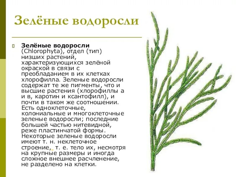 Термины водорослей. Зеленыеводорослей биология. Зеленые водоросли доклад. Сообщение о зелёных водорослях по биологии. Сообщение о зеленых водорослях.