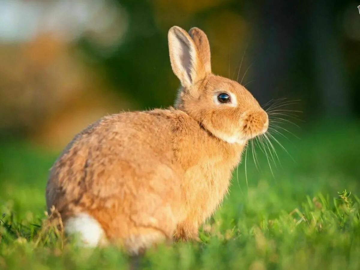 Коян. Кролик. Белый кролик. Ракитниковый заяц. Заяц белый.