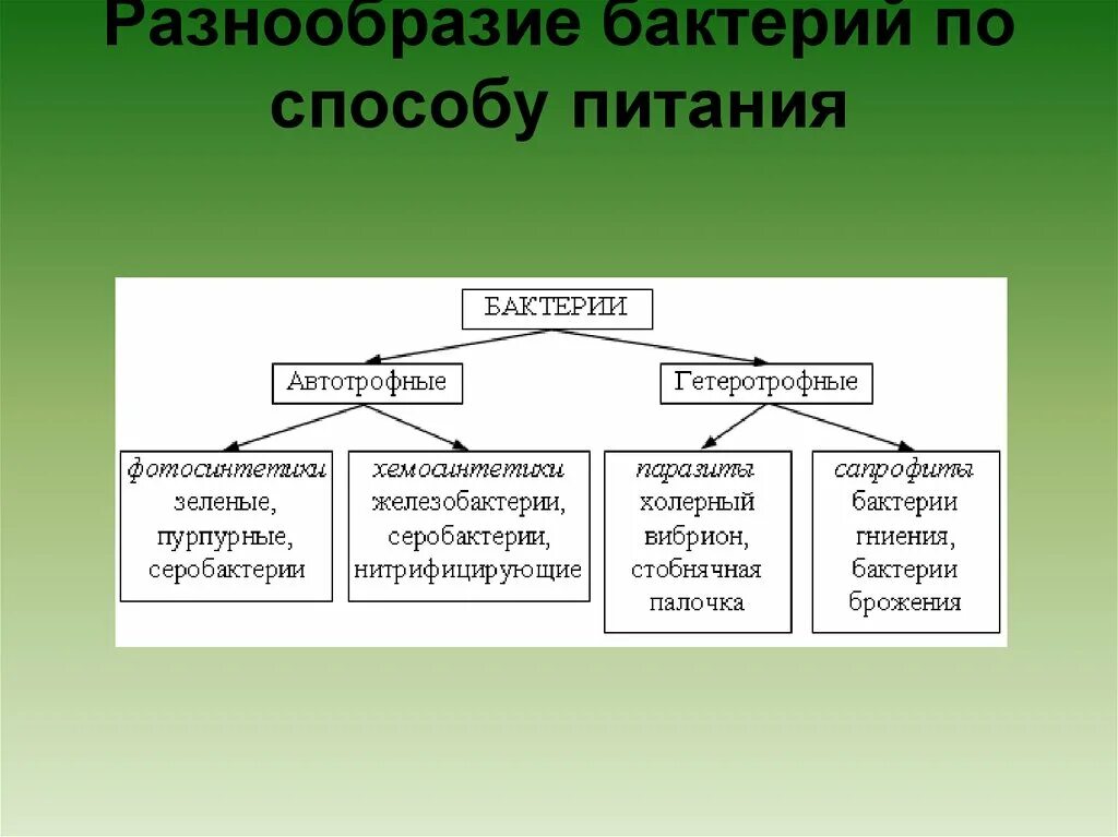 Схема питания бактерий 5 класс биология. Способы питания бактерий 6 класс биология схема. Способы и типы питания бактериальной клетки. Схема питания бактерий 7 класс.