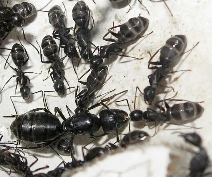 Черные муравьи появились. Кампонотус вагус. Муравьи кампонотус вагус. Муравьи-древоточцы (Camponotus). Кампонотус вагус матка.