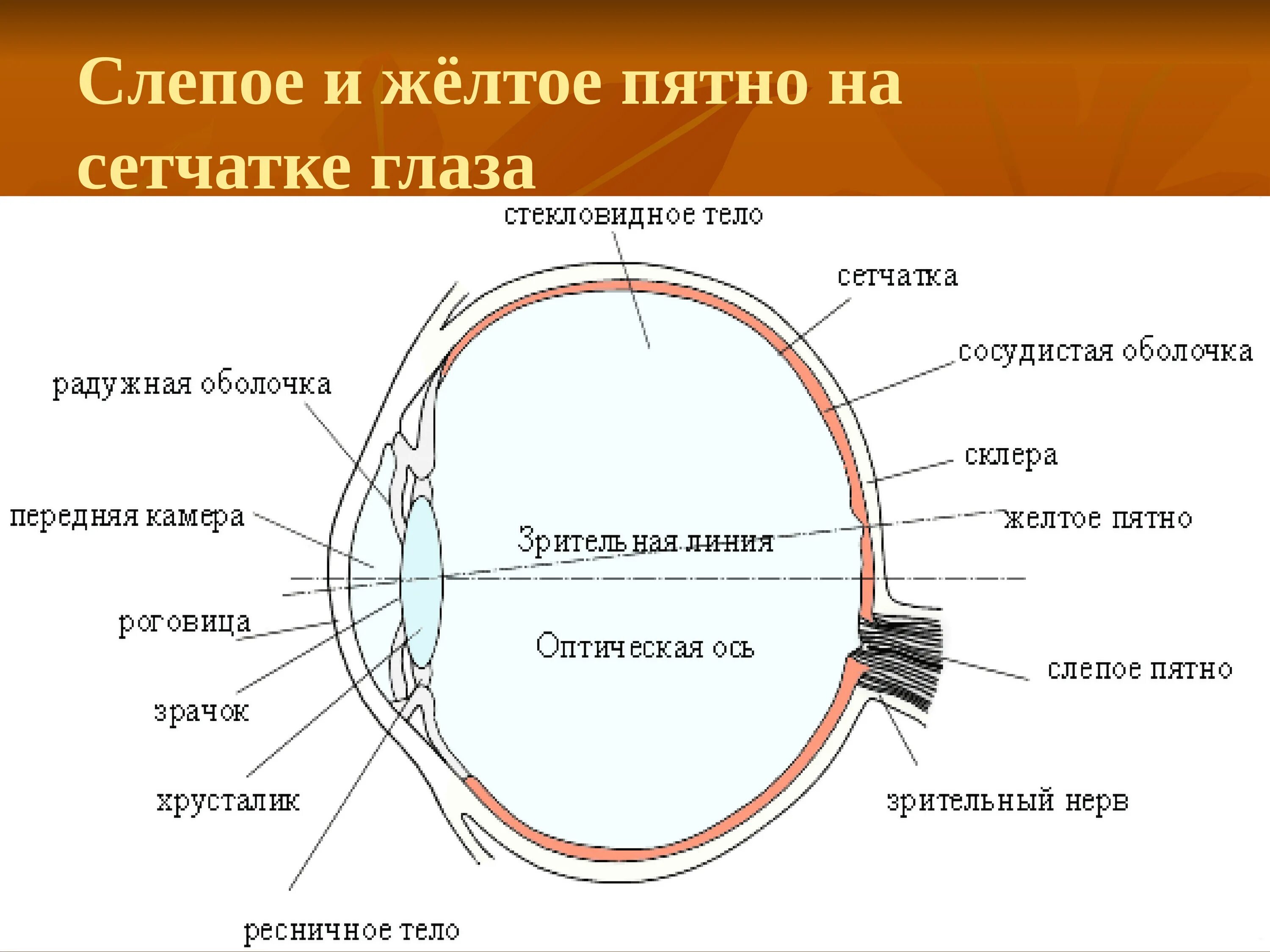 Слепое пятно расположено в месте где. Строение желтого пятна сетчатки. Строение глаза анатомия сетчатка желтое пятно. Слепое пятно на схеме строения глаза. Слепое пятно на схеме глаза.