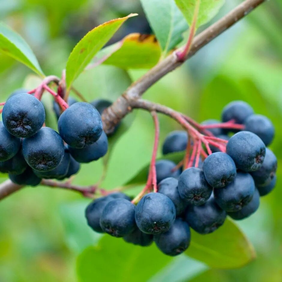 Арония черноплодная. Арония сливолистная. Арония сливолистная Aronia. Арония сливолистная Viking. Арония викинг