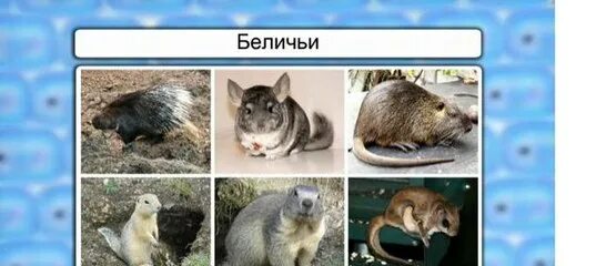 Большое разнообразие грызунов объясняется