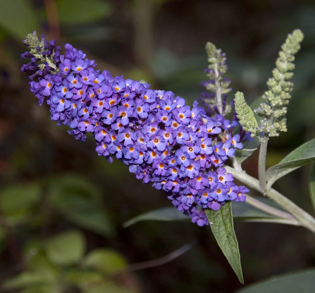 Буддлея Давида Buddleja davidii. Буддлея Давида бордер Бьюти. Буддлея Давида бордер бьют. Буддлея Баттерфляй Тауэр.