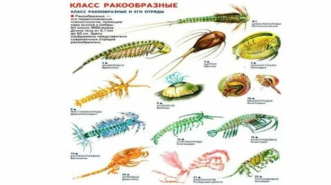 Многообразие ракообразных