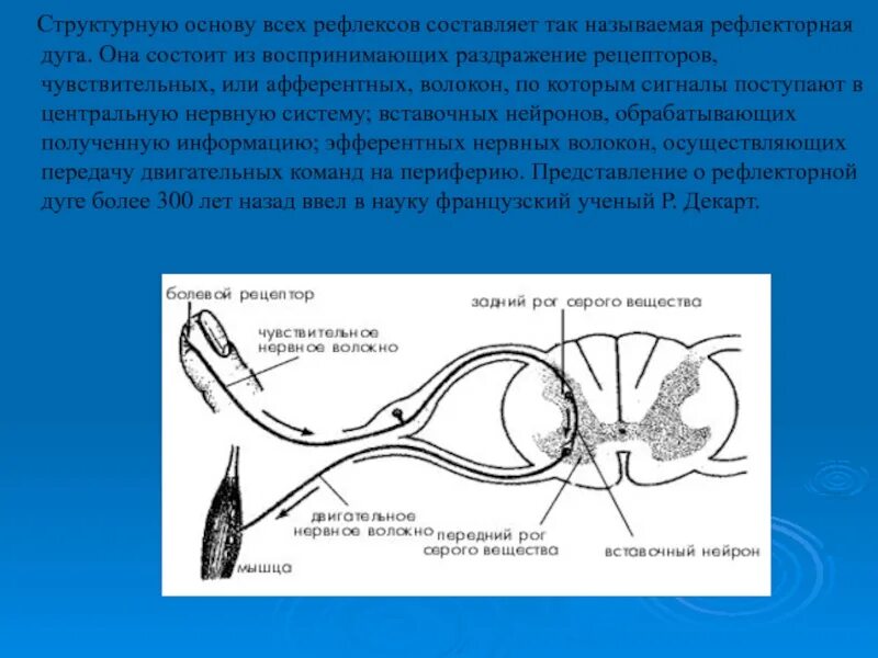 Рецептор схема рефлекторная дуга. Механизм передачи импульса по рефлекторной дуге. Рефлекторная дуга Рецептор чувствительный Нейрон. Рефлекторная дуга роговичного рефлекса схема.