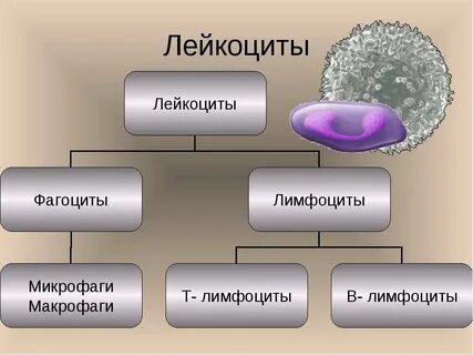 Макрофаги 4