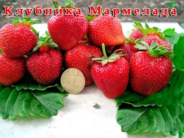 Клубника мармелада описание сорта фото. Клубника сорт Мармолада. Земляника Садовая (клубника) Мармолада. Сорт клубники Мармеладка. Сорт Виктории мармелада.