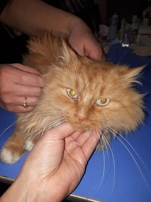 рыжий кот зеленогорск красноярского. рыжий кот зеленогорск красноярского. рыжий кот зеленогорск красноярского. рыжий кот зеленогорск красноярского. рыжий кот зеленогорск красноярского.