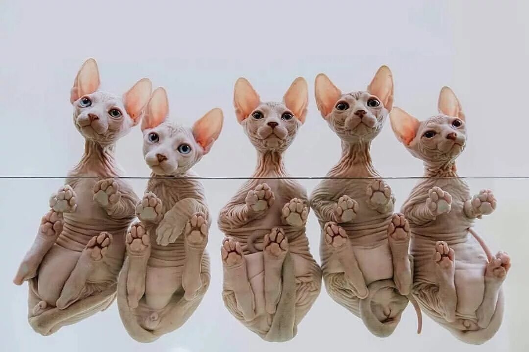 Украшения для сфинксов. Участники 1 антифранцузской коалиции. Состав антифранцузских коалиций. Антимышовой коалиции. Антифранцузская коалици.