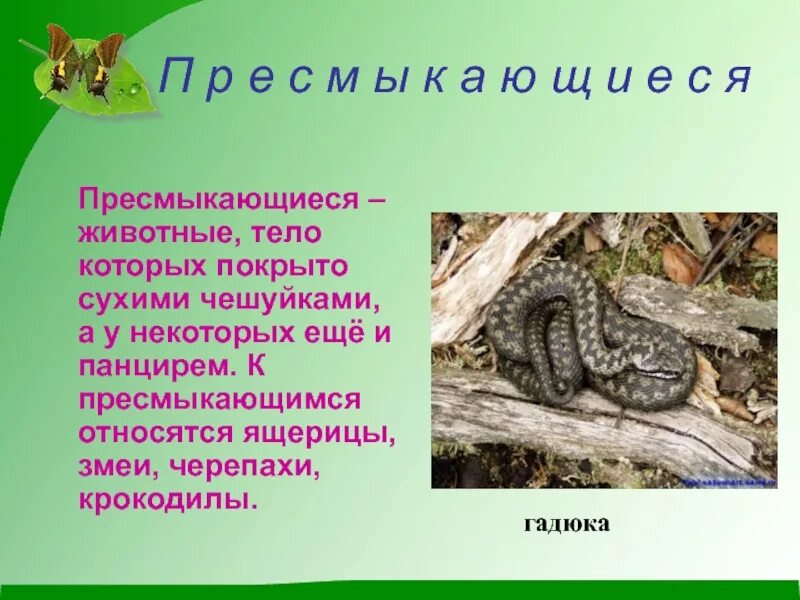 Сообщение о пресмыкающихся 2 класс окружающий мир. Животные, тело которых покрыто сухими чешуйками – это. класс пресмыкающиеся. пресмыкающиеся это животные тело которых покрыто. пресмыкающиеся тело которых покрыто сухими чешуйками или панцирем.