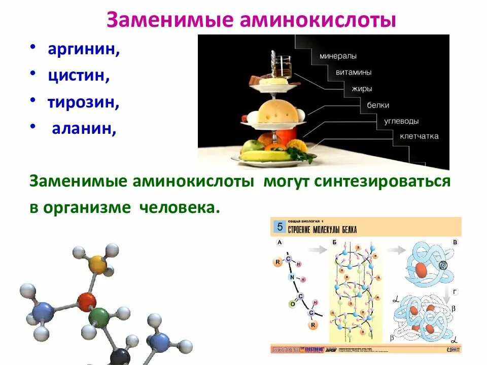 Незаменимые аминокислоты микроэлементы и. Аминокислоты. аминокислоты физиология. заменимые аминокислоты для человека. аминокислотой не является.