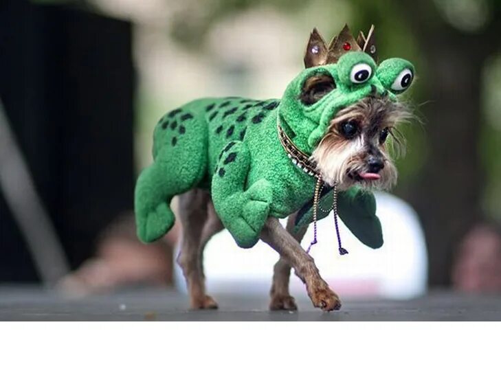 зоологи. жаба собака. английский бульдог в костюме. собака лягушка. собака лягушка мем.