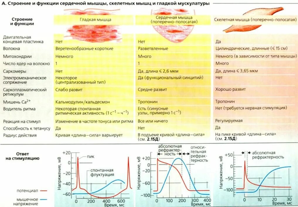 Уровень пд. Различия скелетной и сердечной мускулатуры. Сравнение сокращения скелетной и сердечной мышцы. Скелетная гладкая и сердечная мышцы таблица. Сравнение скелетной и сердечной мышечной ткани.