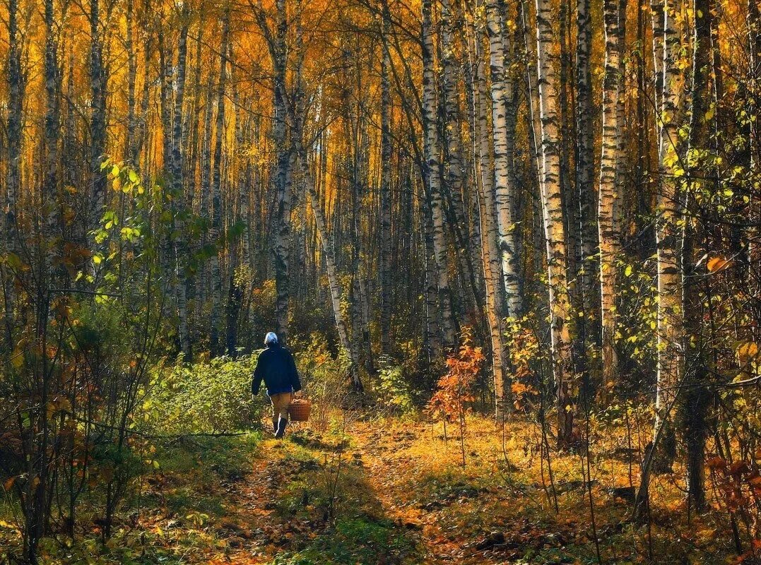 Прогулка в лесу. Лес. Прогулка в осеннем лесу.