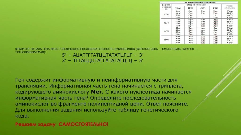 Смысловая и транскрибируемая цепь днк решение. Верхняя цепь смысловая, нижняя транскрибируемая. Фрагмент начала Гена имеет. Фрагмент с начала Гена имеет следующую. Фрагмент цепи ДНК имеет последовательность.