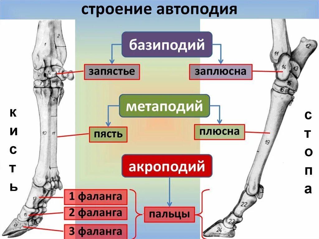 Плюсневая кость коровы строение. Кость плюсны строение. Строение кости плюсны лошади. Строение конечностей лошади пясть запястье.