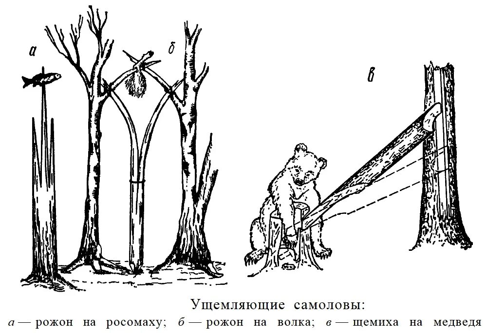 Самолов рожон. Охотничьи ловушки и самоловы. Самоловы и ловушки на зверя. Капкан самолов на медведя.