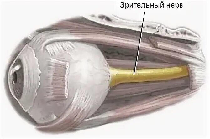 Два зрительных нерва. Топография зрительного нерва анатомия. Неврит зрительного нерва. Зрительный нерв глаза. Оптический нерв.