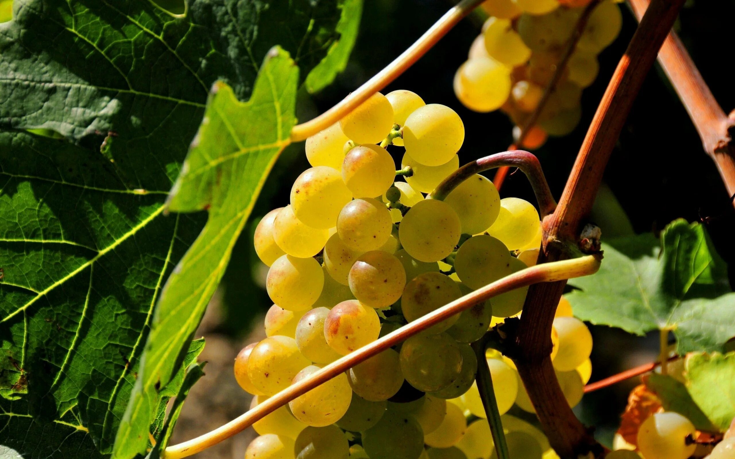 Виноград Vitis. Гроздь белого винограда. Виноград Платовский. Гроздь винограда на ветке.