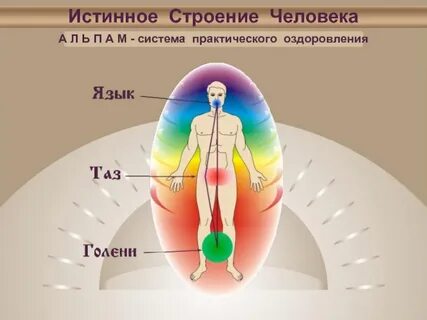 Структура человека