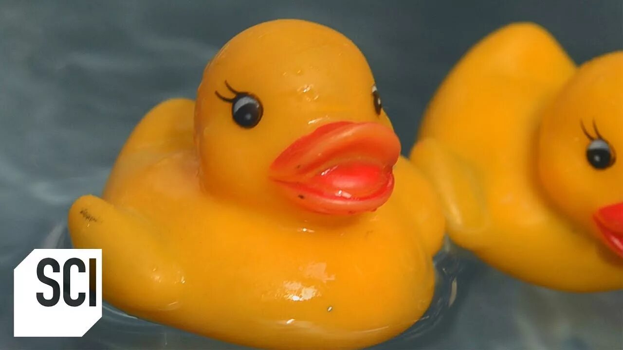 Duck dump. Duck dump