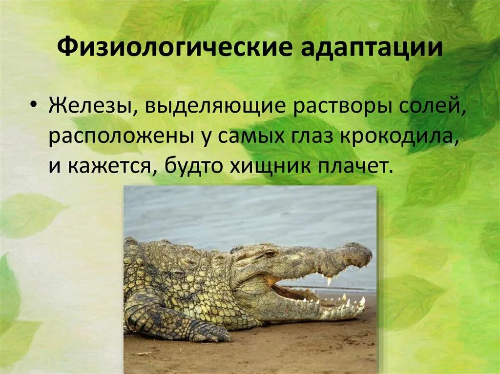 Адаптация к условиям среды примеры. Физиологические адаптации крокодила. Физиологические адаптации презентация. Физиологические адаптации животных. Физиологические приспособления животных.