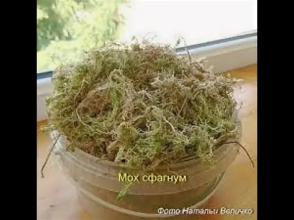 Сфагнум укоренение. Мох сфагнум для укоренения черенков. укоренение черенков ели голубой в сфагнум мхе. как использовать сфагнум для фиалок. сфагнум для фиалок фото.