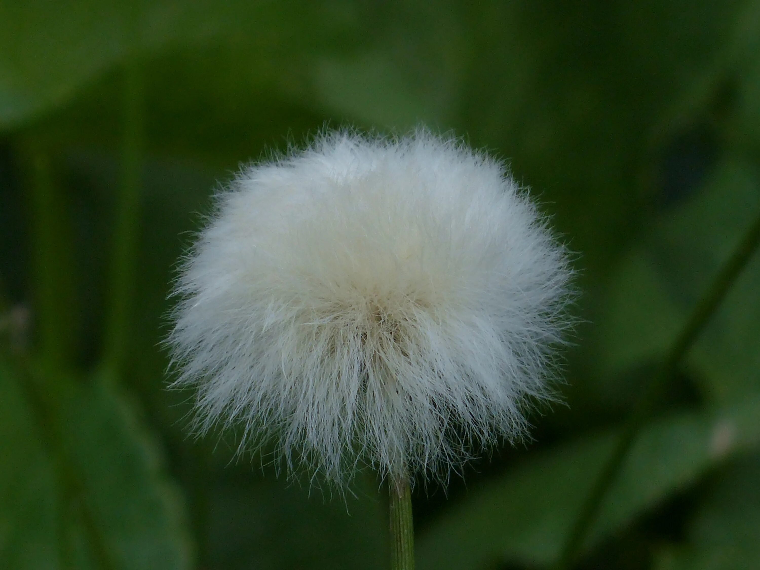 Цветы пушистики. Пушица растение. cottongrass. пушистые цветы. растение с пушистыми шариками.